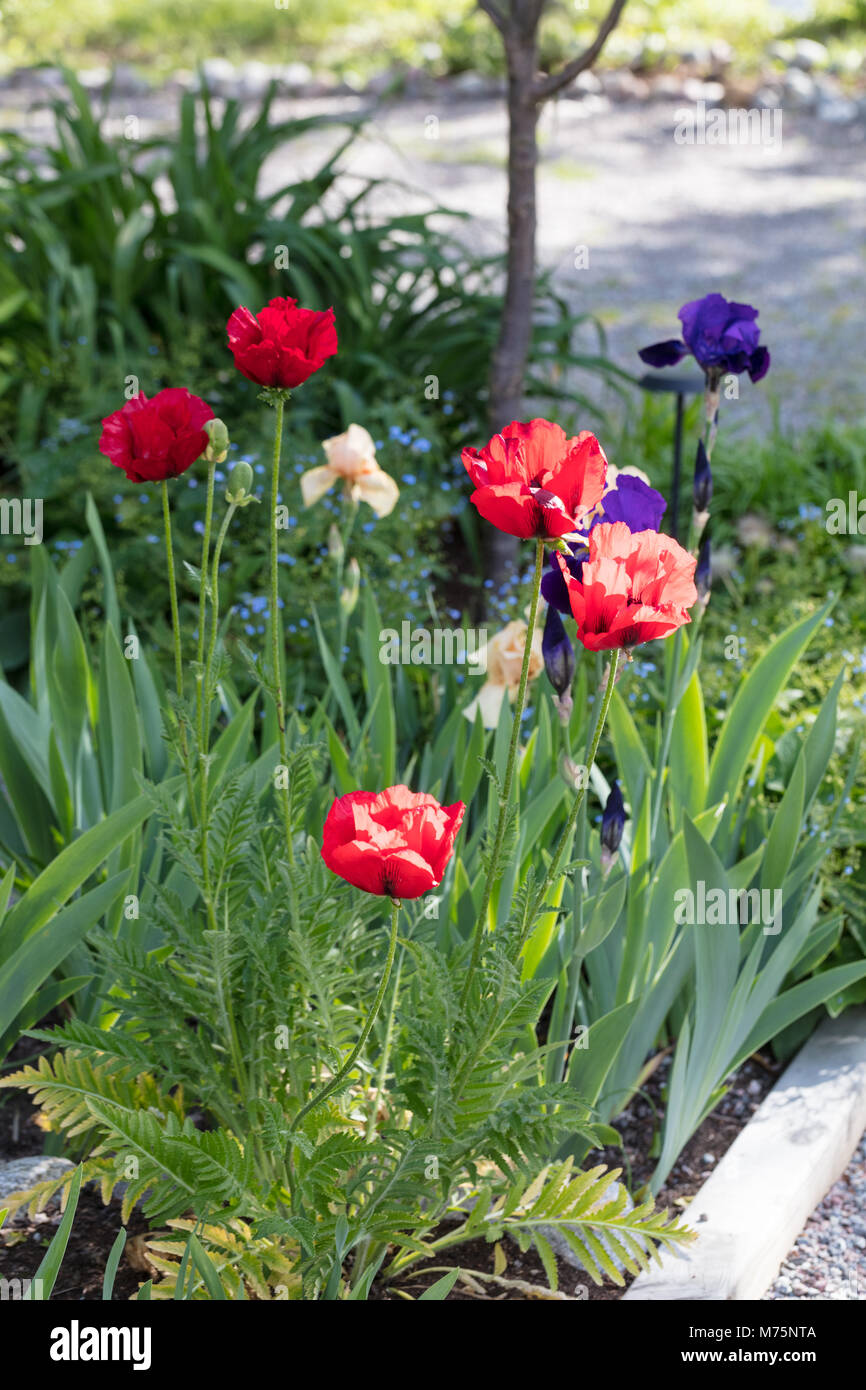 " Salmoni Glow' Oriental papavero, Jättevallmo (Papaver orientale) Foto Stock