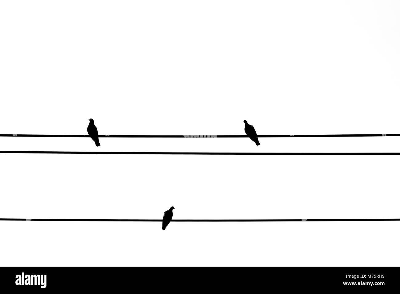 Silhouette tre piccioni sono in appoggio sul filo elettrico su sfondo bianco Foto Stock