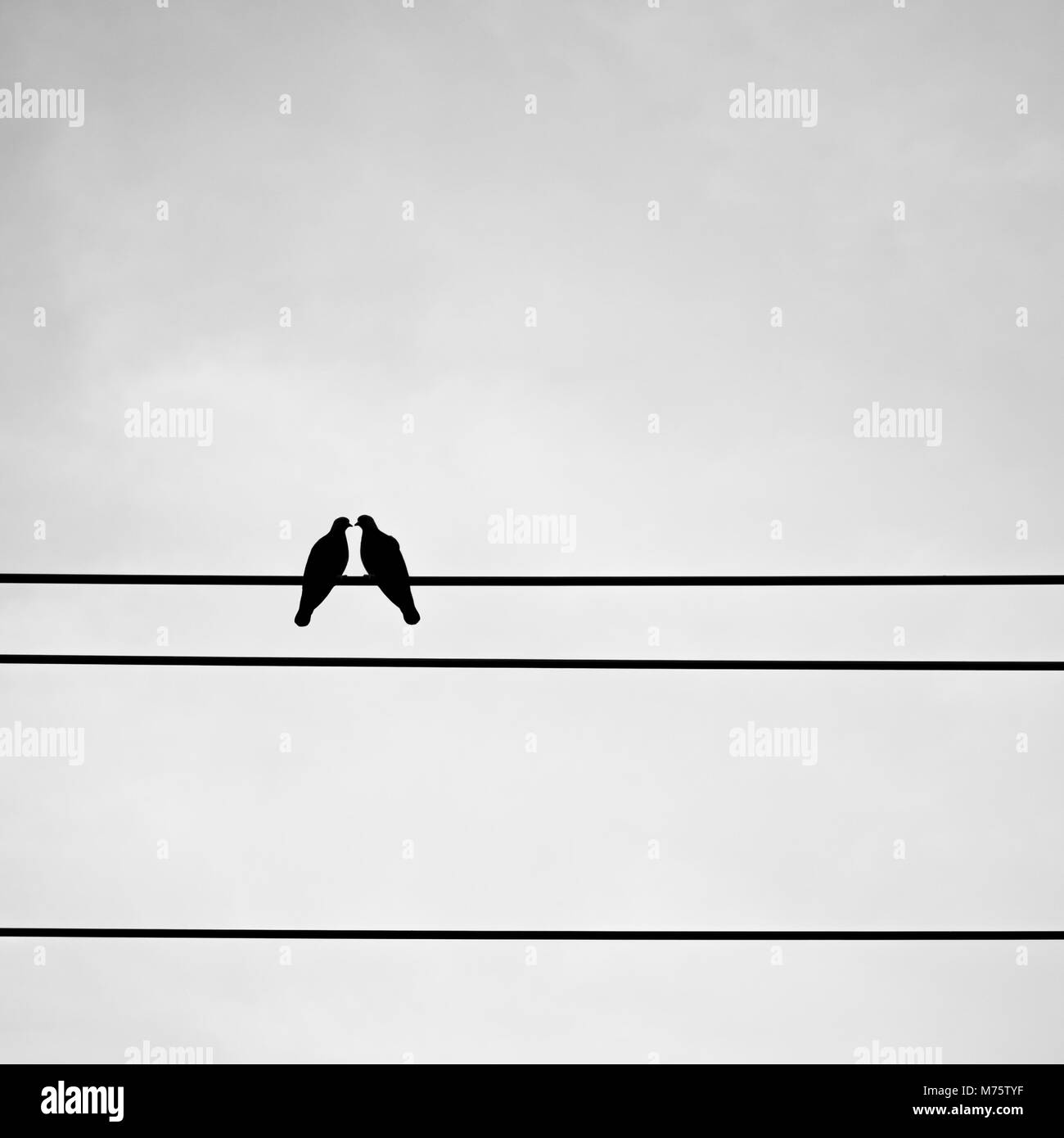 Silhouette piccione giovane sono dolci sul filo elettrico. Sensazione di amore e di San Valentino. Bianco e nero per effetto del filtro Foto Stock