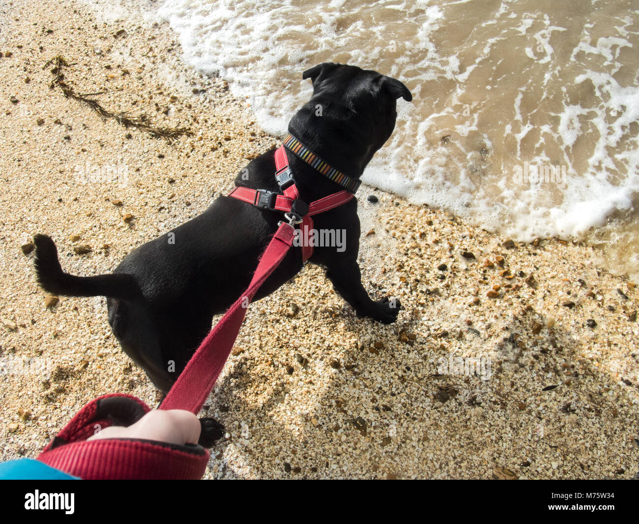 Nero staffordshire bull terrier cane indossando un cavo rosso e il guinzaglio su una spiaggia a bordo dell'acqua visto da sopra. Egli sta guardando l'acqua Foto Stock