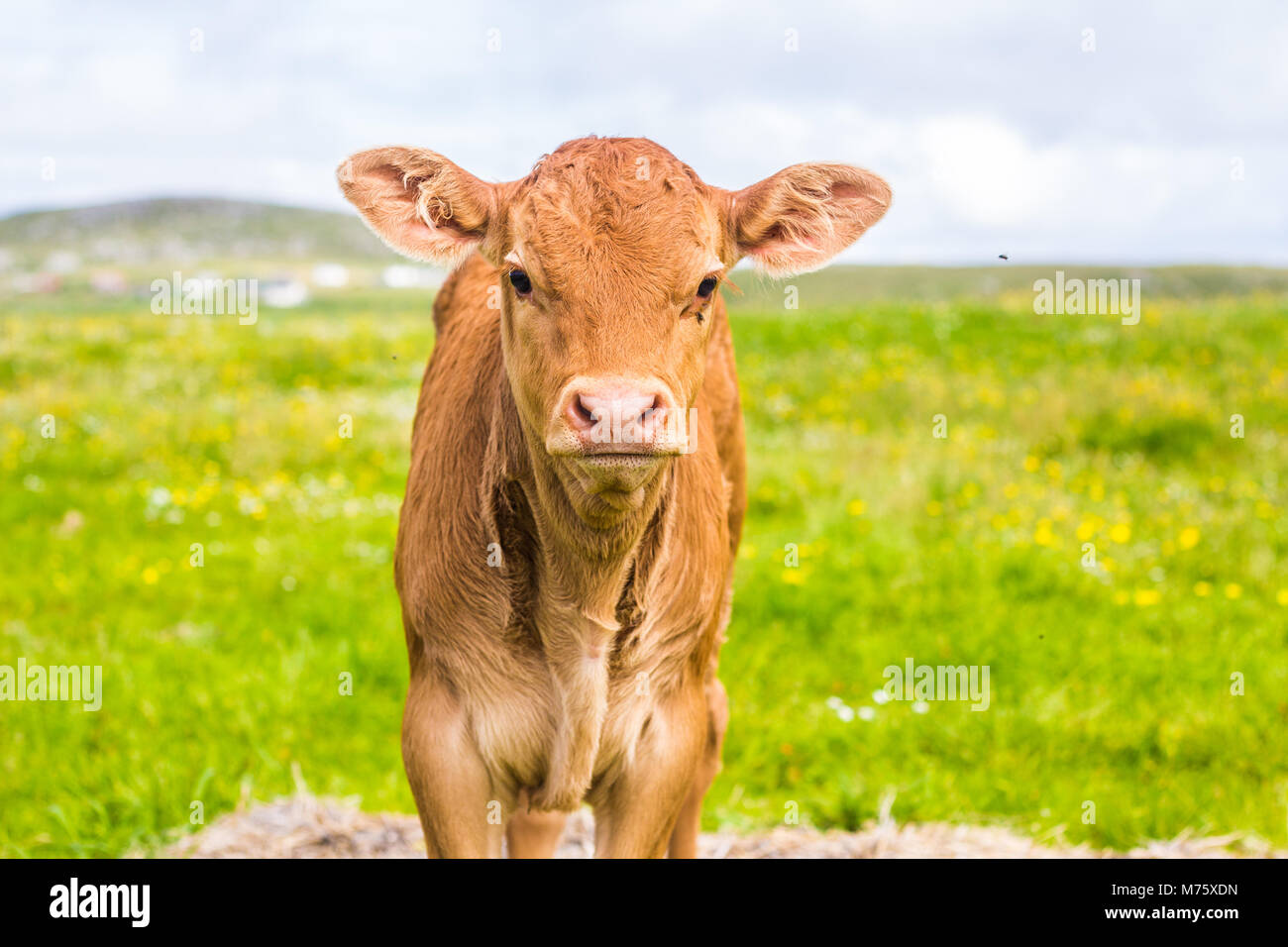 Giovane vitello marrone sul Machair su Berneray, Ebridi Esterne, Scozia Foto Stock