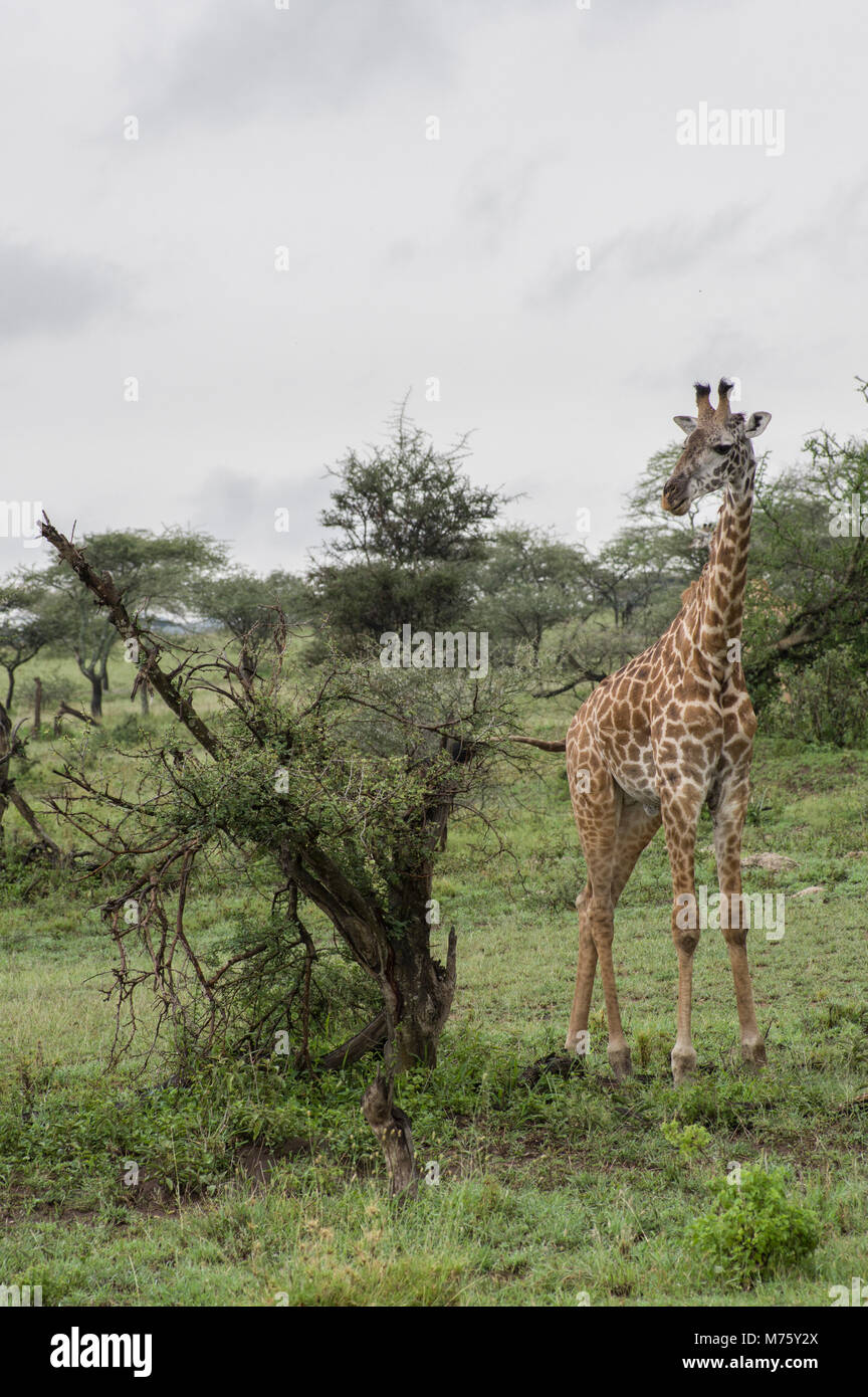 Masai giraffe giraffa camelopardalis tippelskirchi nel Serengeti Tanzania settentrionale africa guardando una boccola bianca cielo nuvoloso Foto Stock