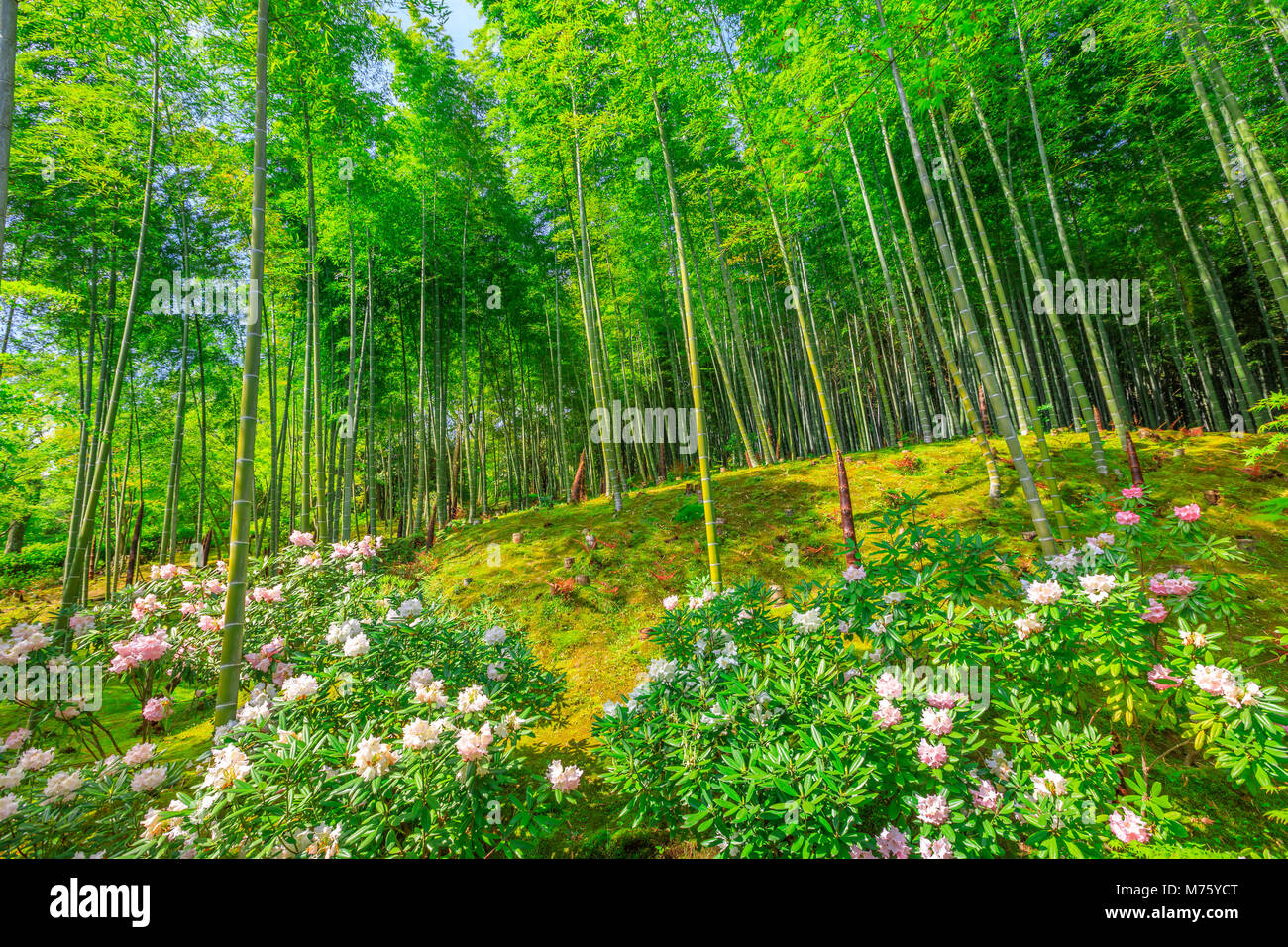 Fiorito giardino Giapponese vicino alla foresta di bamboo di Tenryu-ji il Tempio Zen nel quartiere Arashiyama, Kyoto, Giappone. Stagione primaverile. Il giardino è chiamato il centinaio di fiori o Hyakka'en. Foto Stock