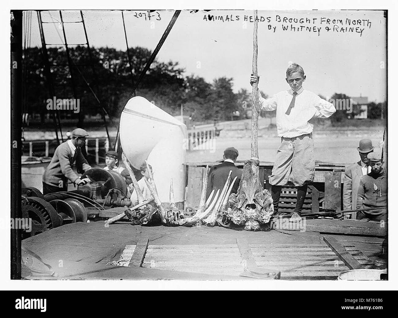 Questa immagine mostra teste di animali portate dal Nord da Whitney e Rainey. Questi oggetti facevano probabilmente parte di una collezione o di una mostra relativa a studi zoologici o spedizioni di caccia nelle regioni settentrionali. Foto Stock