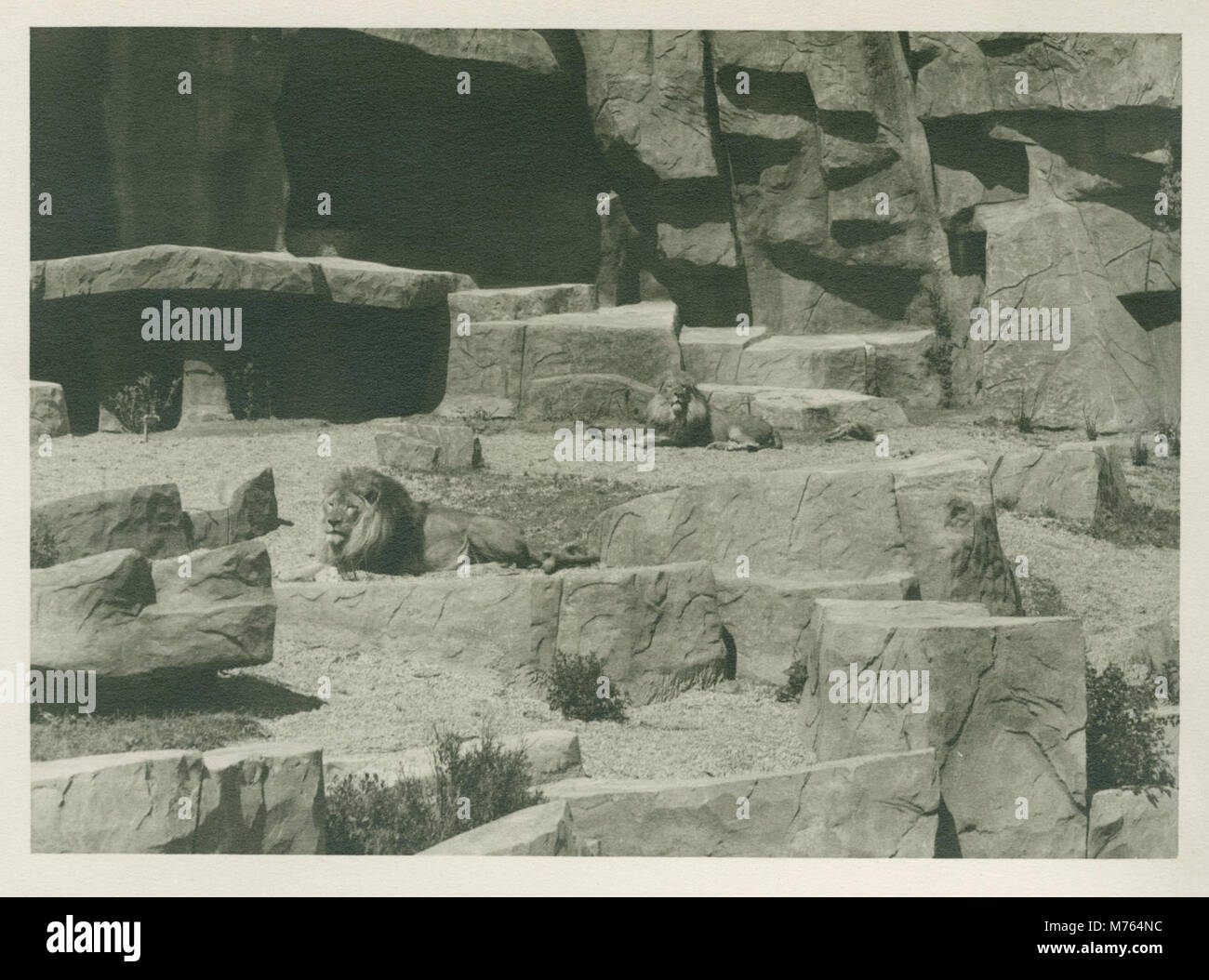 Questa fotografia mostra i leoni dello zoo di Brookfield, Illinois, catturati durante gli anni '1940, che mettono in risalto le mostre sulla fauna selvatica dello zoo. Foto Stock