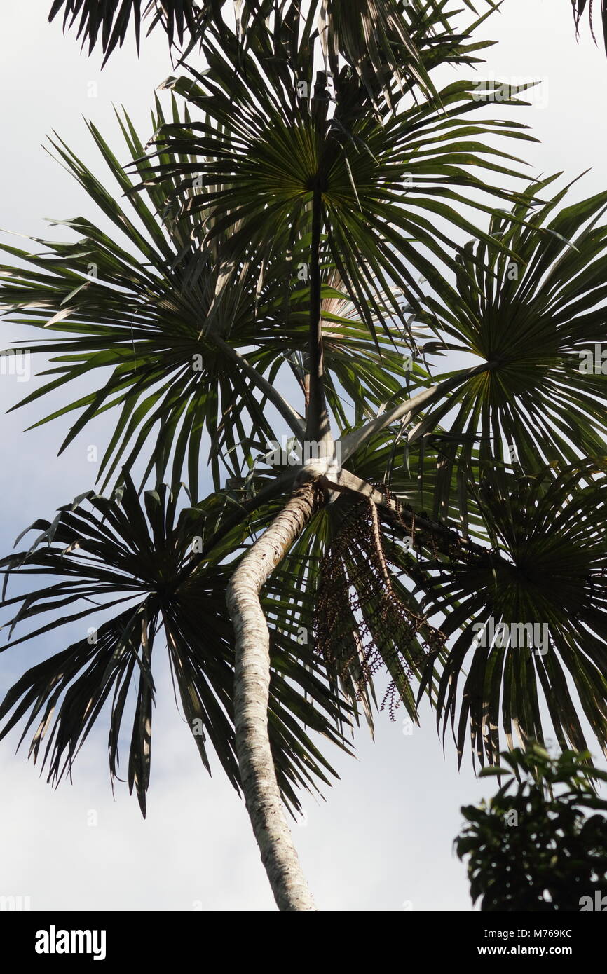 Ecuador Palm Foto Stock