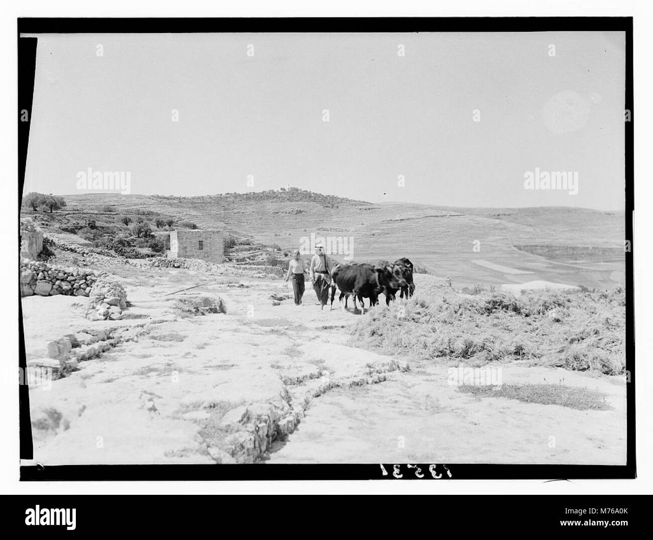 Una scena rurale di Mizpah, con un piano di trebbiatura in primo piano. L'immagine mostra il tradizionale processo agricolo di trebbiatura, raffigurando un momento chiave nella storia dell'agricoltura. Foto Stock