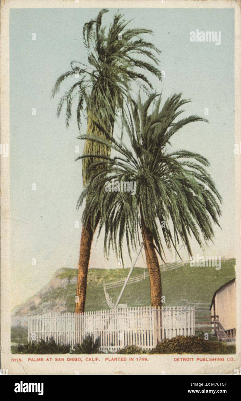 Fotografia di palme a San Diego, California, piantate nel 1769. Queste palme fanno parte del paesaggio storico della città, che riflette il suo passato coloniale spagnolo. Foto Stock