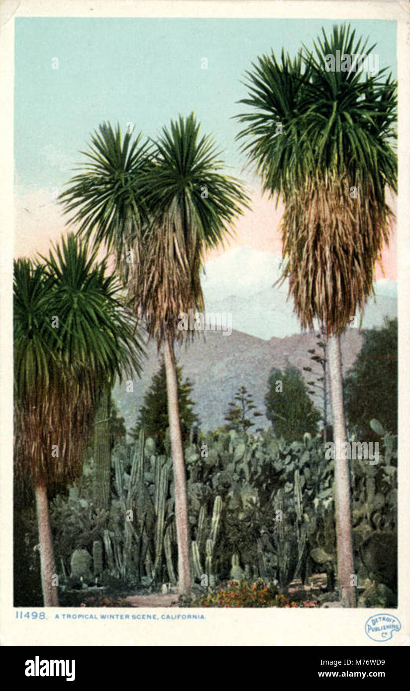 Una scena invernale tropicale presenta una vista vivida di una calda e soleggiata posizione tropicale durante la stagione invernale, offrendo un contrasto con i climi più freddi con una vegetazione lussureggiante e un paesaggio vivace. Foto Stock
