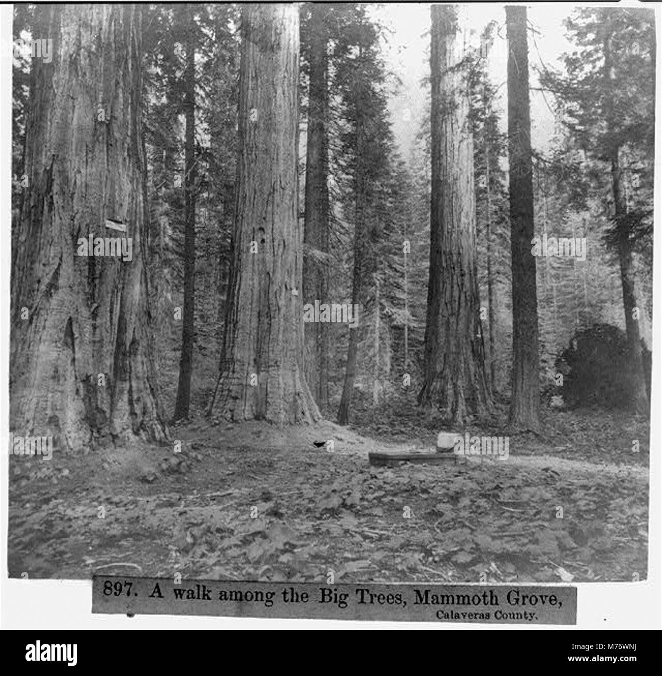 Una scena da Mammoth Grove nella contea di Calaveras, California, con gli imponenti alberi di sequoia. Questa zona è conosciuta per i suoi alberi antichi e giganti, alcuni dei più grandi del mondo. Foto Stock