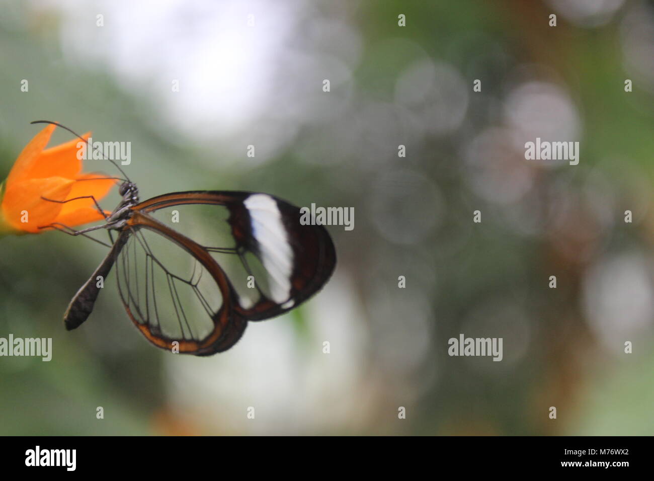Anta vetro Butterfly. Foto Stock