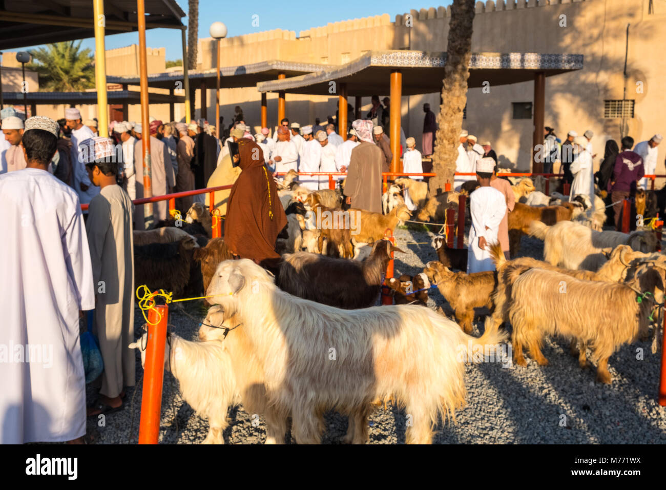Di scena sul Nizwa mercato di capra, Nizwa, Sultanato di Oman Foto Stock