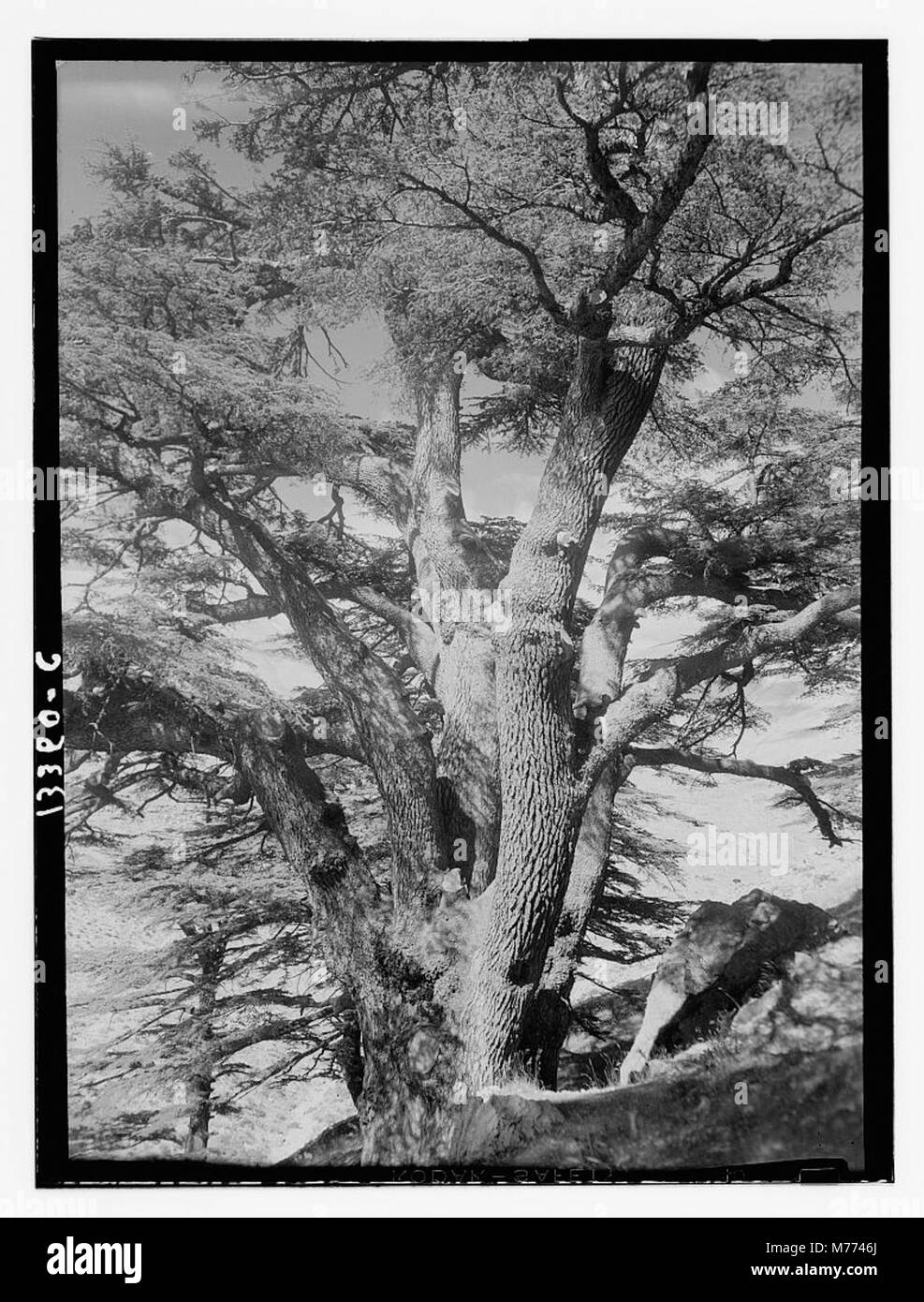 Una fotografia dei famosi cedri del Libano vicino a Tripoli, noto anche come Arz er-Rab o Cedro del Redentore. Questo antico boschetto è un simbolo del patrimonio naturale e del significato storico del Libano. Foto Stock