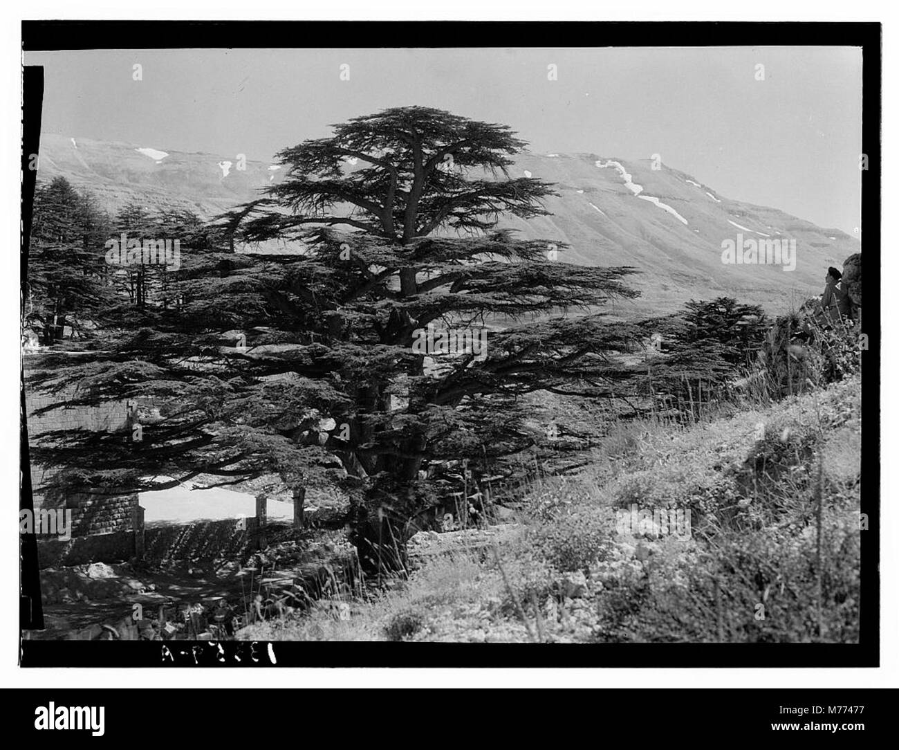 Questa fotografia mostra i Cedri del Libano, noti come Arz, situati vicino a Tripoli. L'immagine si concentra sul boschetto di questi alberi antichi, che sono importanti simboli culturali e storici. Foto Stock