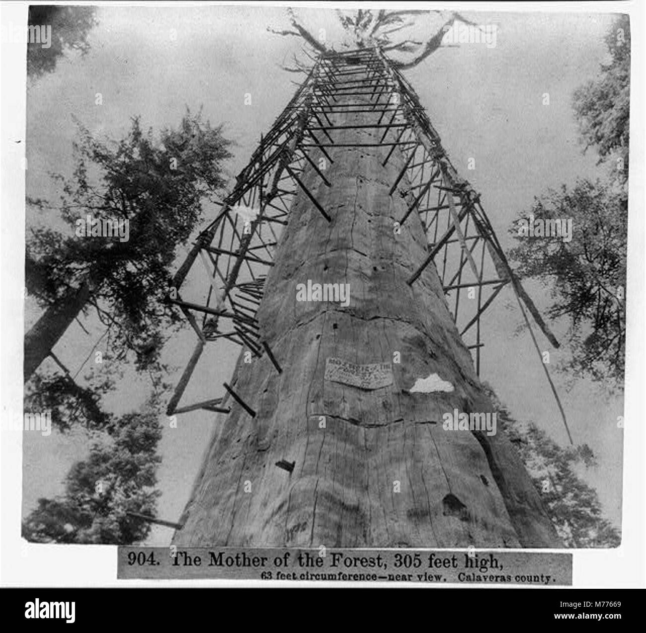 Una fotografia di "la madre della foresta", un albero gigante nella contea di Calaveras, California. Alto 305 metri con una circonferenza di 63 metri, è un notevole esempio di albero di sequoia. Foto Stock