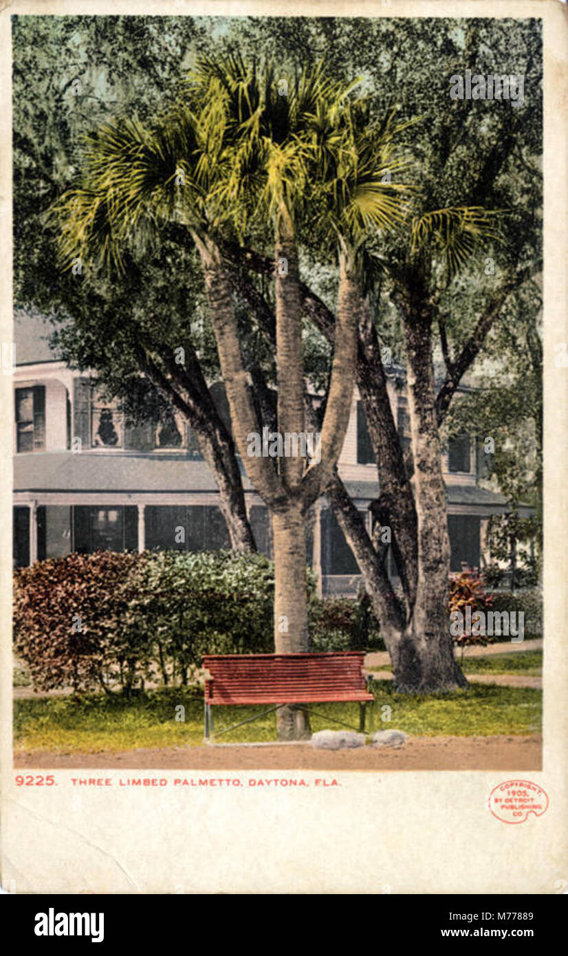 Il Palmetto a tre arti, una varietà unica di palme, identificata dalla sua distinta struttura a tre arti. Questa varietà è nota per il suo andamento di crescita insolito. Foto Stock