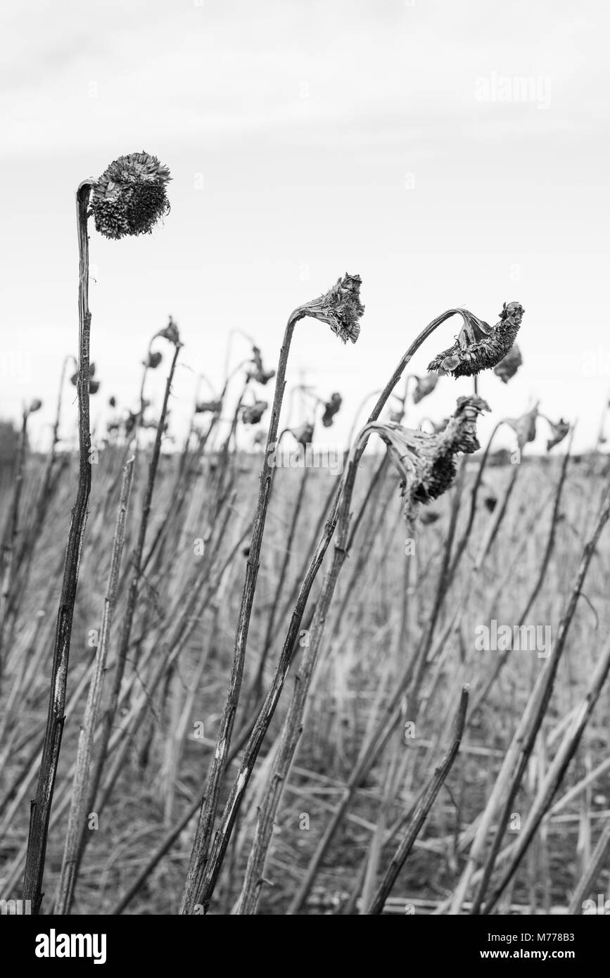 Girasoli morti in un campo Foto Stock