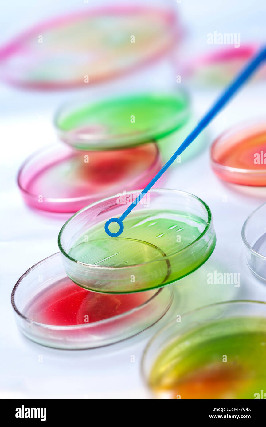 In plastica trasparente con pipetta di laboratorio su capsule di Petri riempito con il colore della soluzione multimediale per un esperimento di un Science Research Lab Foto Stock