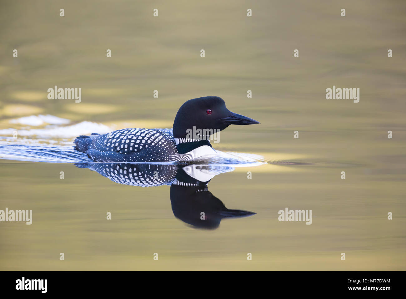 Un curioso Loon al tramonto su acqua colorata Foto Stock