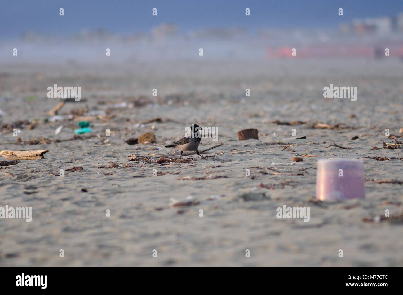 Un uccello in una spiaggia sporca. Foto Stock
