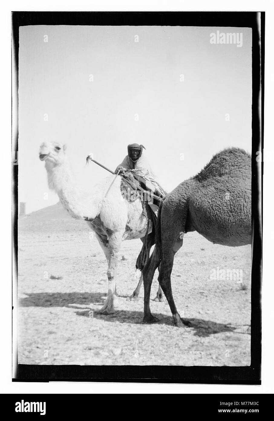 Questa fotografia raffigura i cammelli che attraversano il paesaggio desertico sulla strada per Palmira, un'antica città nella Siria moderna. I cammelli sono un mezzo di trasporto essenziale nell'arido deserto, che riflette l'importanza storica delle rotte commerciali delle carovane nella regione. Foto Stock