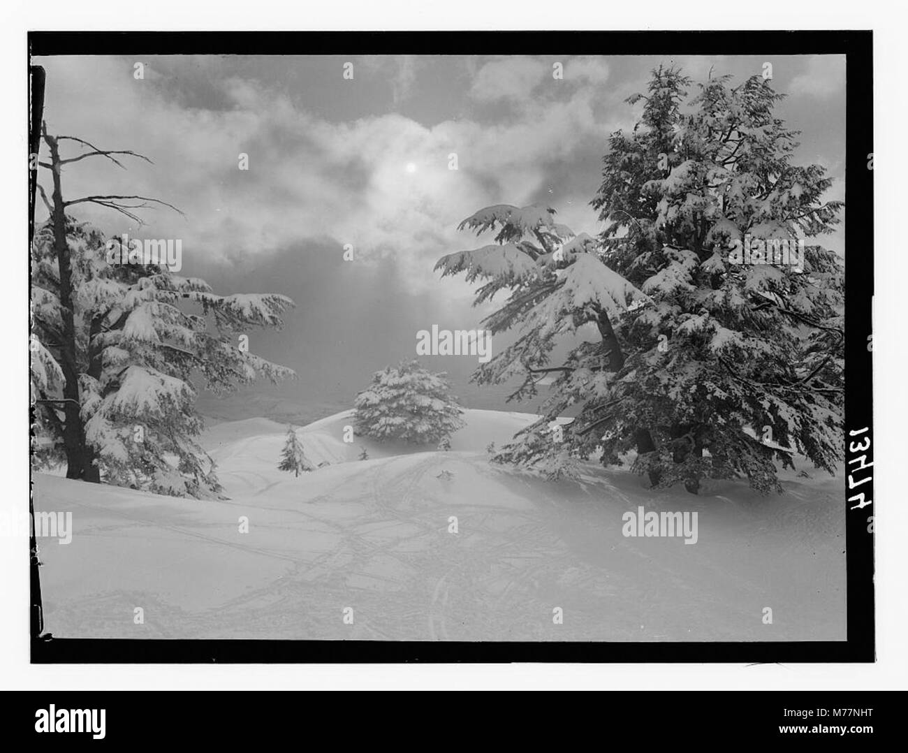 Questa fotografia cattura una serata invernale in un cespuglio di cedri, mettendo in risalto l'atmosfera serena e il paesaggio innevato. L'immagine sottolinea la bellezza della natura durante i mesi invernali. Foto Stock