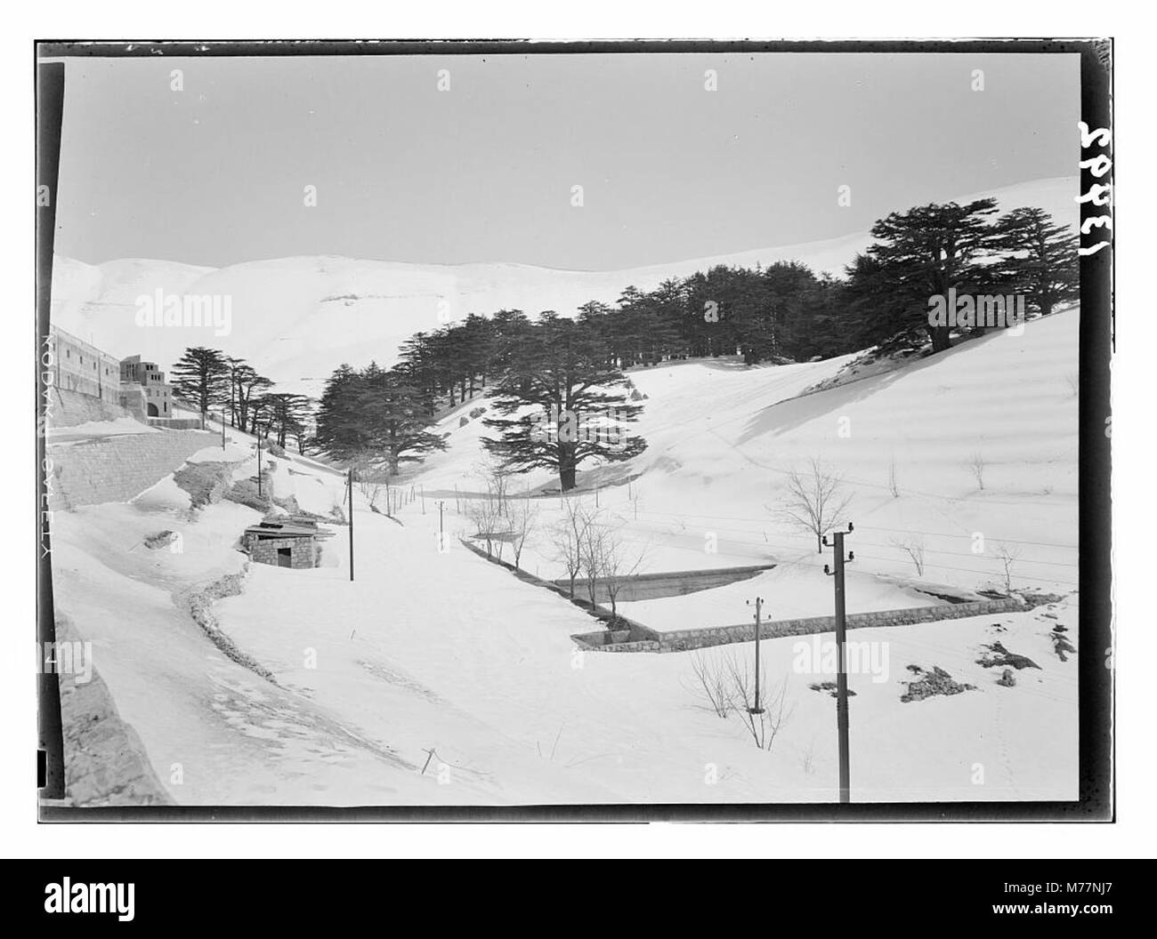 Questa fotografia mostra un cespuglio di cedri, con una strada che conduce ad un hotel. Gli alberi di cedro rappresentano la bellezza naturale della regione e la strada simboleggia l'accesso a questo luogo tranquillo. Foto Stock