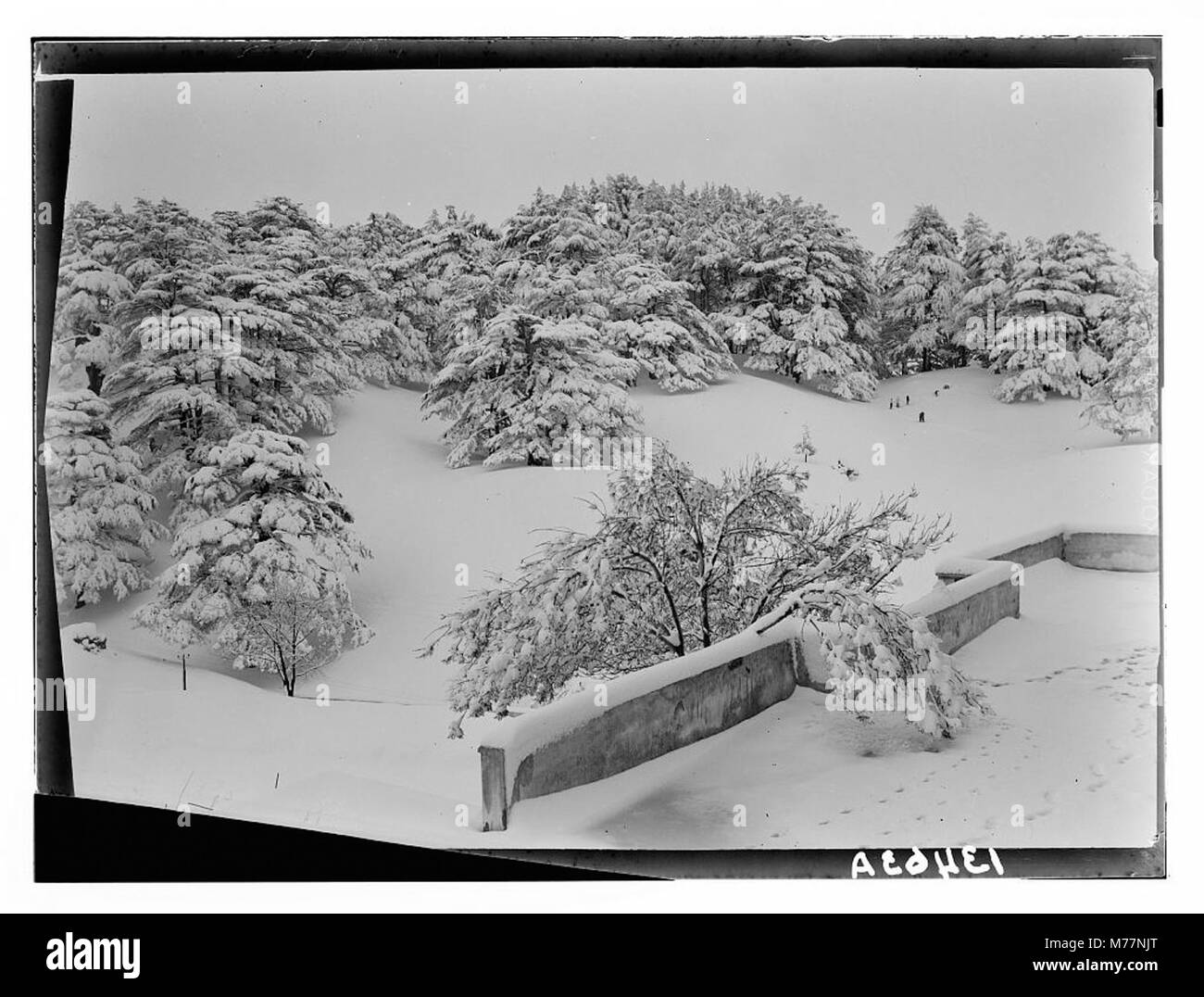 Una vista panoramica invernale di un boschetto di cedri ricoperto di neve, come si vede dalla veranda di un hotel. Foto Stock