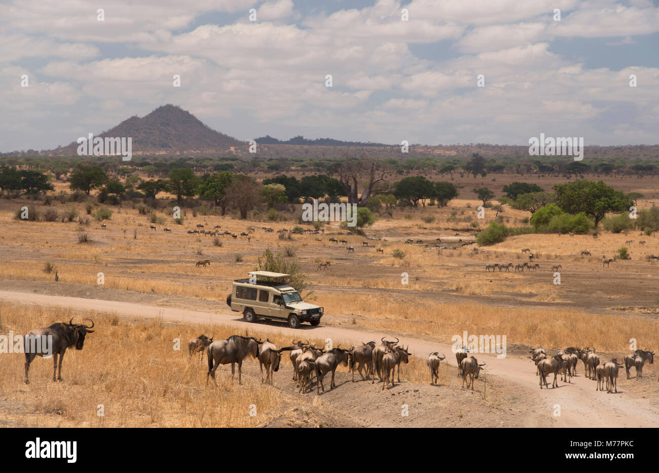 Gnu (Connochaetes taurinus) intorno ad un veicolo di safari nel Parco Nazionale di Tarangire e, Manyara Regione, Tanzania, Africa orientale, Africa Foto Stock