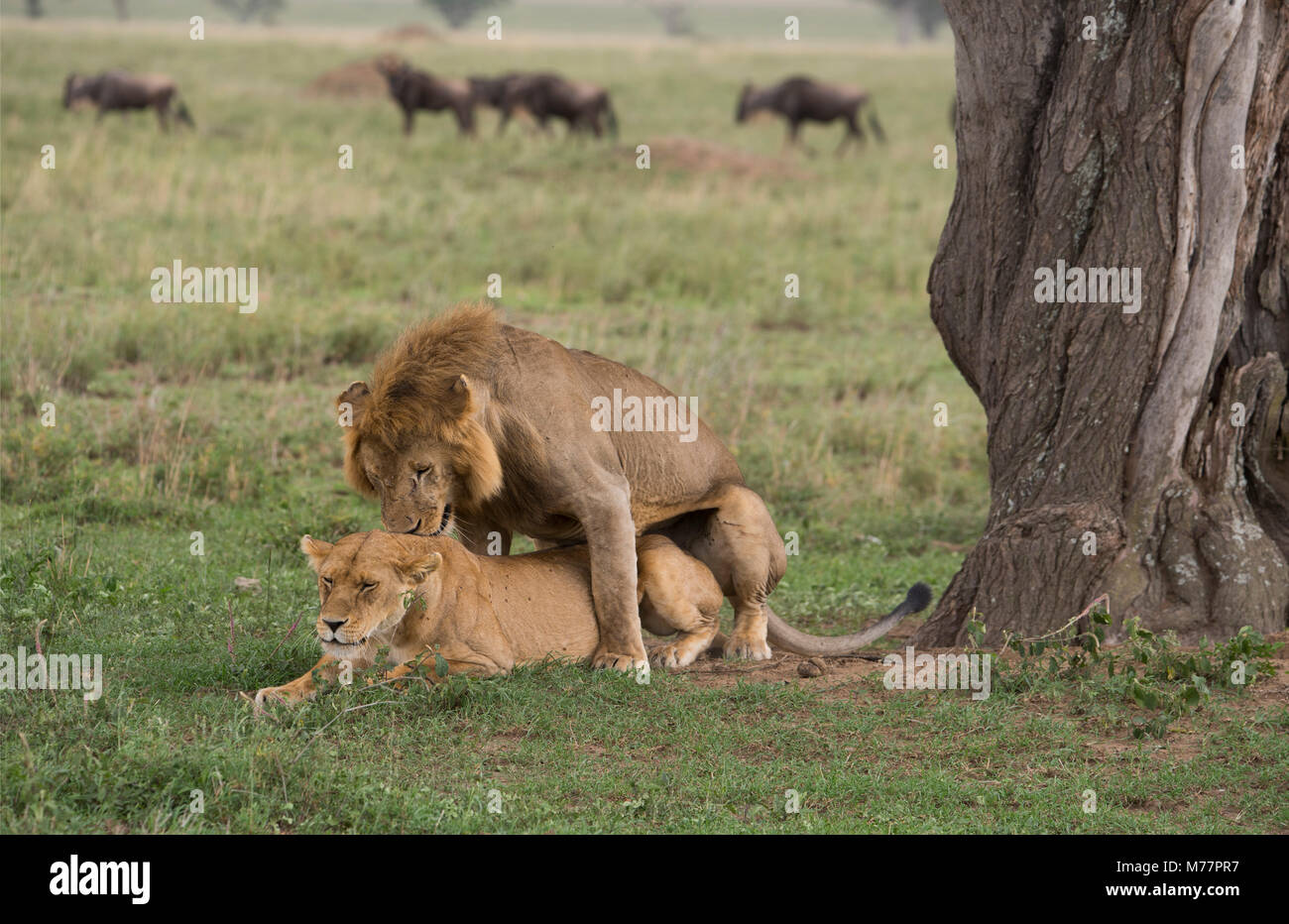 Un maschio e femmina (lion Panthera leo) coniugata nel Parco Nazionale del Serengeti, Sito Patrimonio Mondiale dell'UNESCO, Tanzania, Africa orientale, Africa Foto Stock
