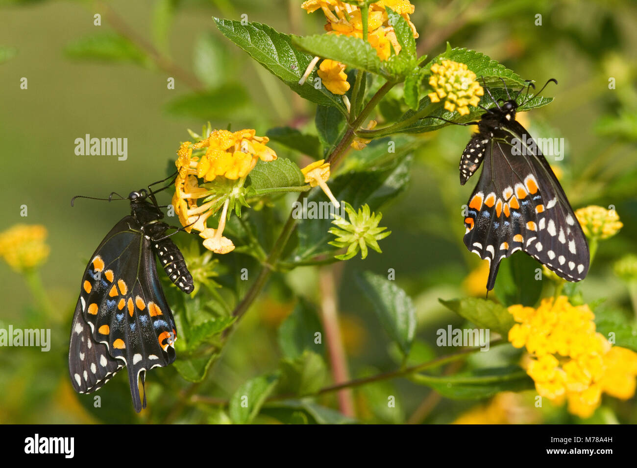 03009-01720 nero a coda di rondine (farfalle Papilio polyxenes) maschio e femmina in oro nuovo (Lantana Lantana camara) Marion Co., IL Foto Stock