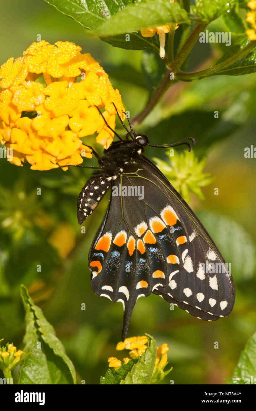 03009-01714 nero a farfalla a coda di rondine (Papilio polyxenes) maschio sul nuovo Gold Lantana (Lantana camara) Marion Co., IL Foto Stock