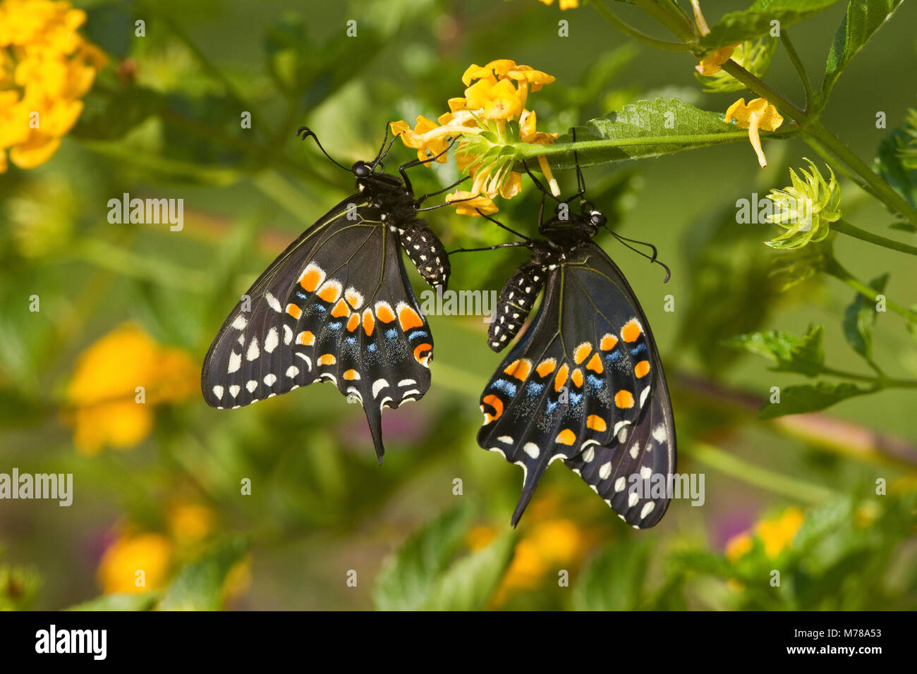 03009-01812 nero a coda di rondine (farfalle Papilio polyxenes) maschio e femmina in oro nuovo (Lantana Lantana camara) Marion Co., IL Foto Stock