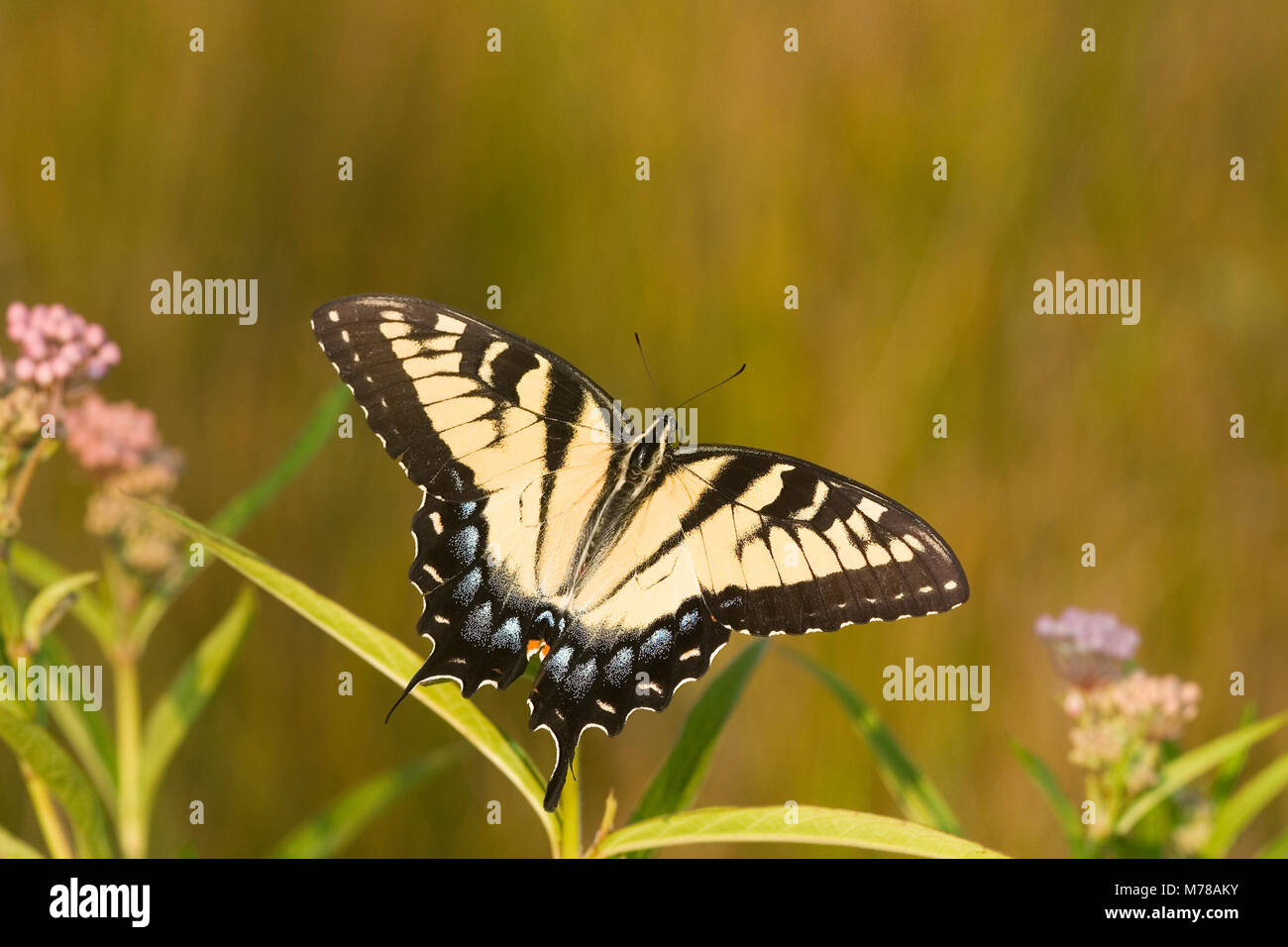 03023-025.05 Tiger orientale a coda di rondine (Papilio glaucus) su Swamp Milkweed (Asclepias incarnata) Marion Co. IL Foto Stock