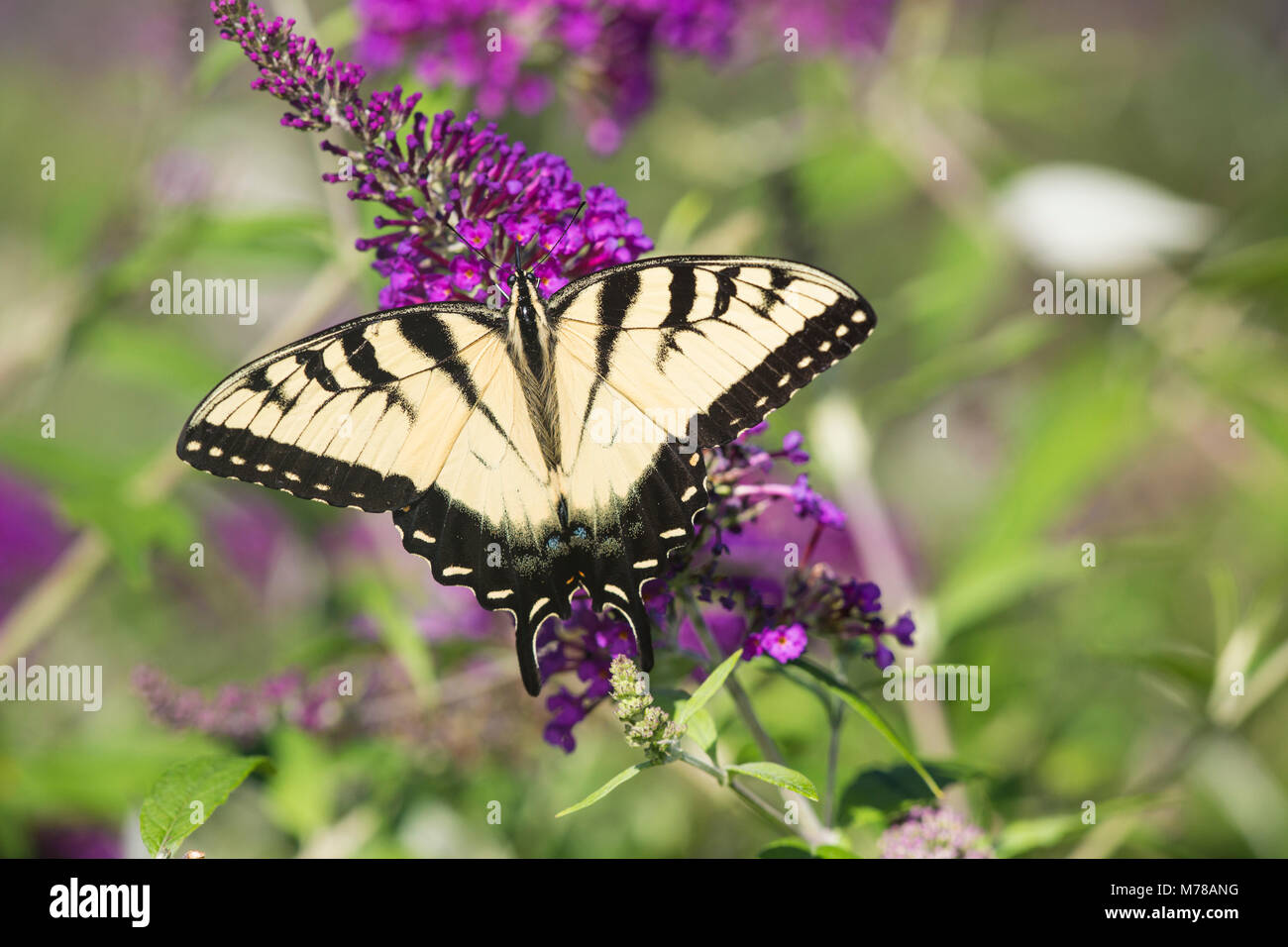 03023-02910 orientale a coda di rondine di Tiger Butterfly (Papilio glaucus) sulla boccola a farfalla (Buddleia davidii), Marion Co., IL Foto Stock