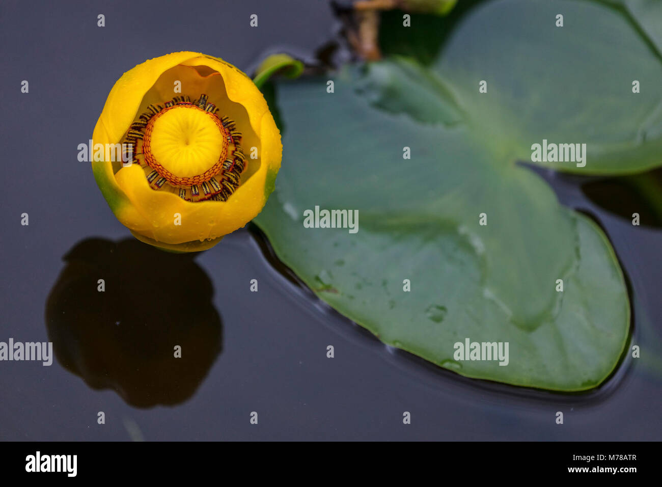 Indian pond lily - Nuphar polysepala. Foto Stock