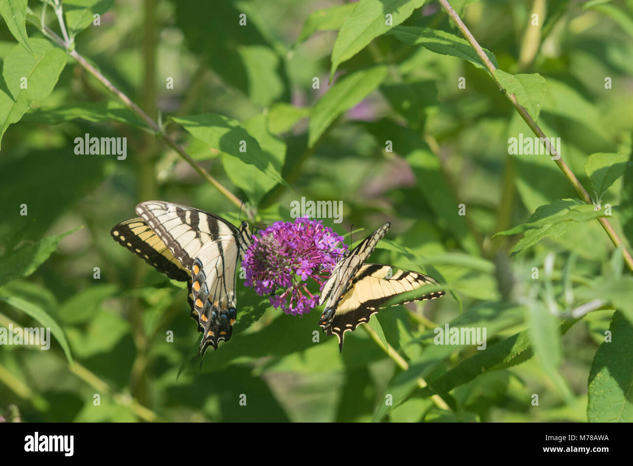 03023-03112 Tigre Orientale (Swallowtails Papilio glaucaus) sulla boccola a farfalla (Buddleja davidii) Marion Co. IL Foto Stock
