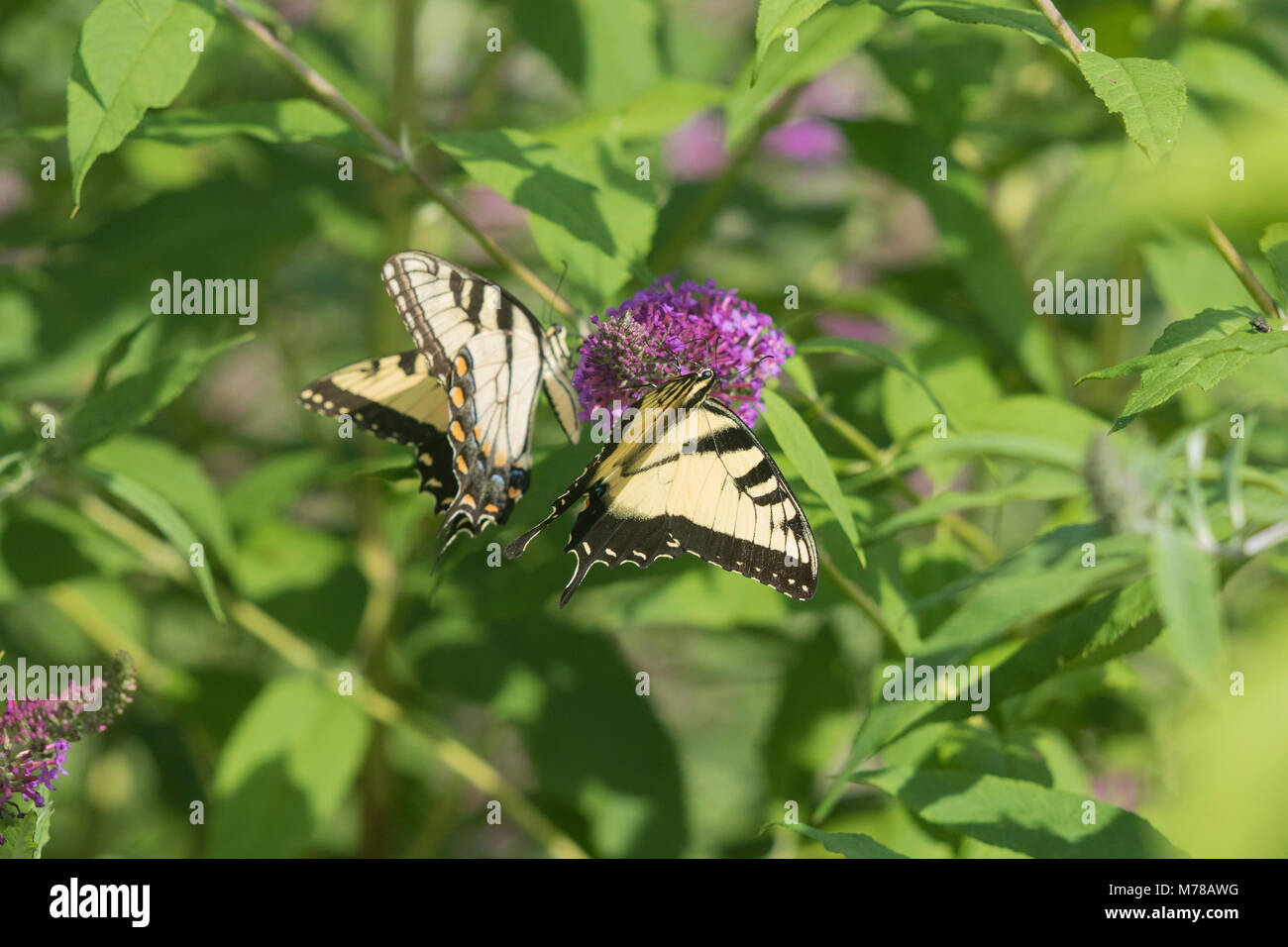 03023-03113 Tigre Orientale (Swallowtails Papilio glaucaus) sulla boccola a farfalla (Buddleja davidii) Marion Co. IL Foto Stock