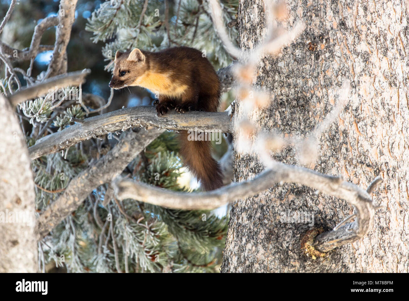 Martora in un albero (3). Foto Stock