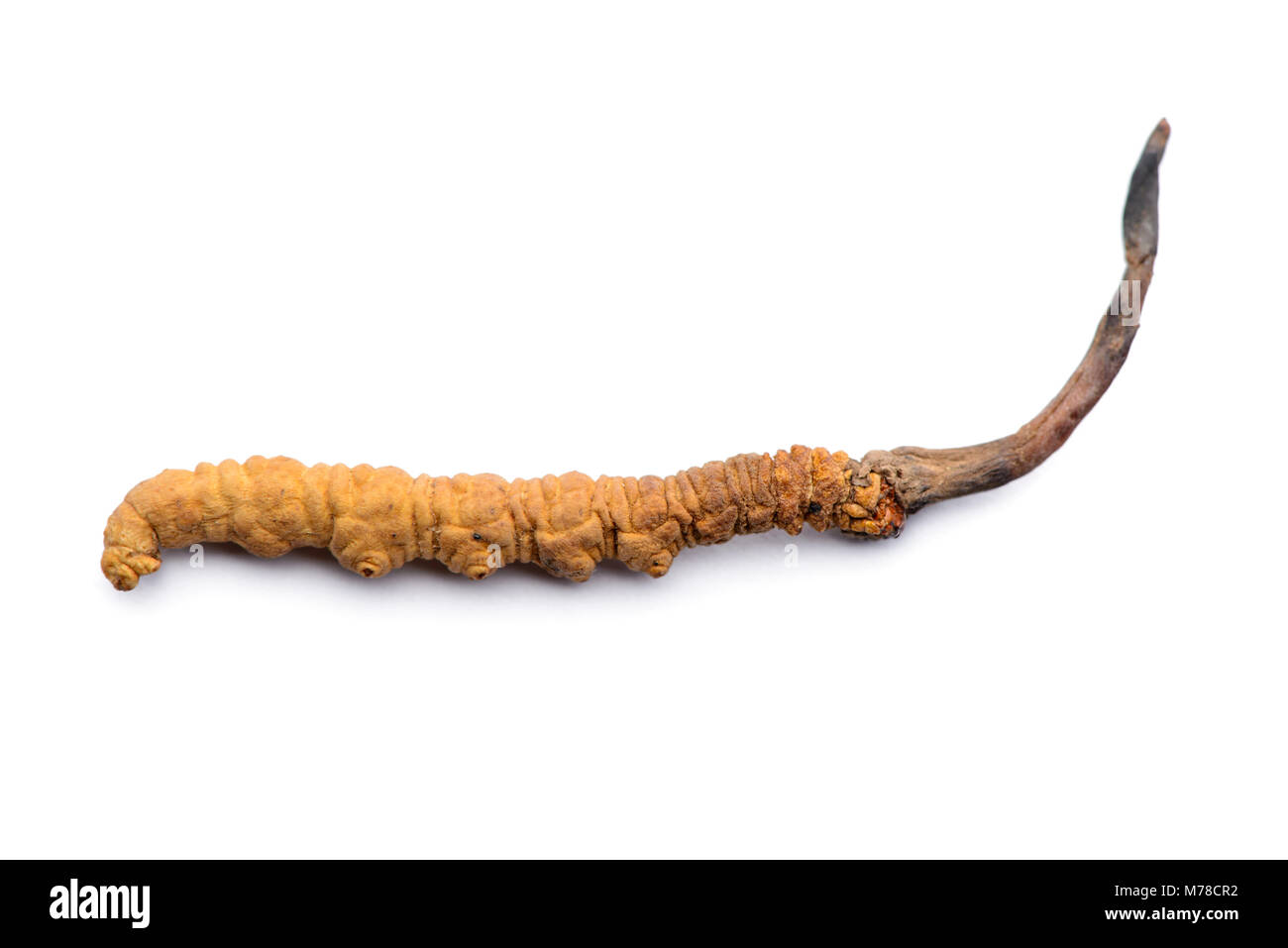 Cordycep sinensis ingrediente utilizzato nella medicina tradizionale cinese. Isolato su sfondo bianco. Foto Stock