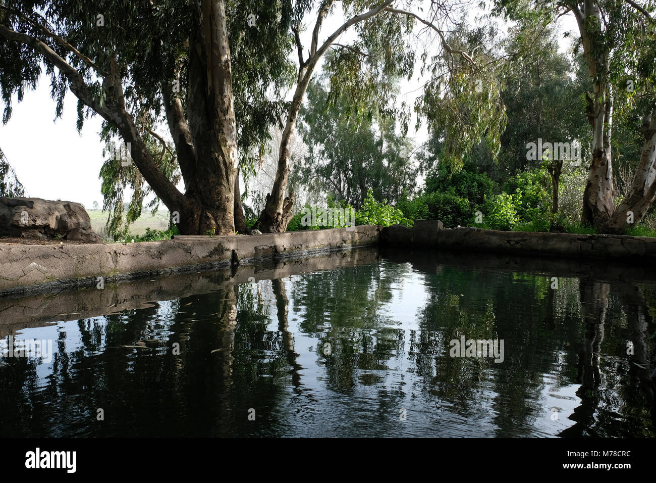 Vista di una grande piscina rettangolare costruito di pietre di basalto denominato gli ufficiali Pool di Ein Urhain ombreggiato sotto alberi di eucalipto in alture del Golan, Israele. L'esercito siriano, prima del 1967, ha creato il rilassamento e la ricreazione piscine presso le sorgenti locali per i loro ufficiali in diversi punti sulle alture del Golan. Tutti loro sono chiamata in ebraico Breichot Ketzinim (ufficiali piscine). Foto Stock