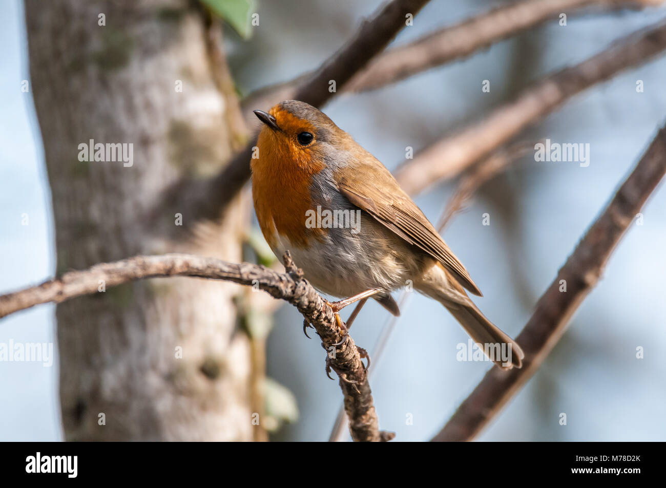 Unione robin, Erithacus rubecula, Aiguamolls emporda, Catalogna, Spagna Foto Stock