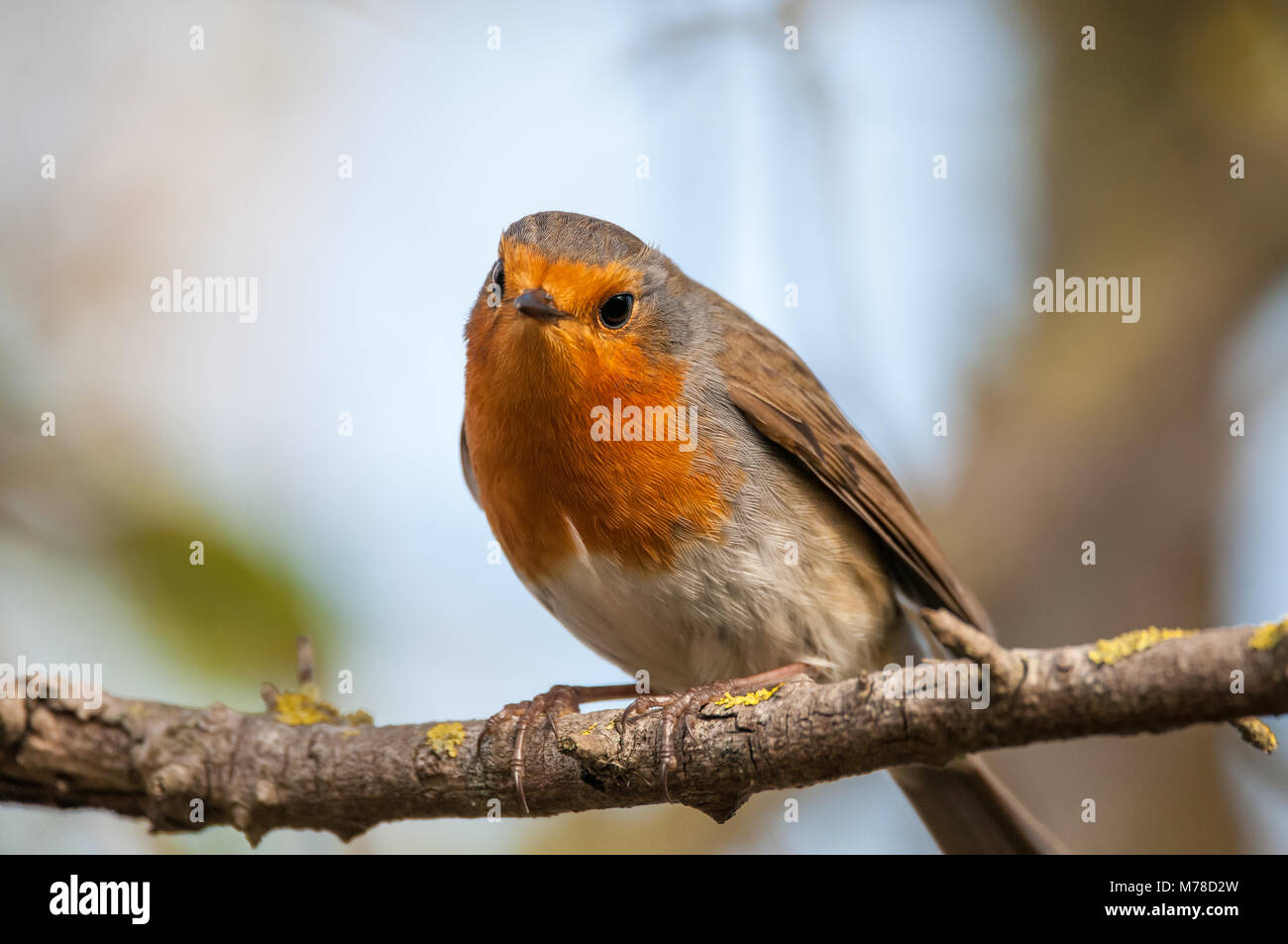 Unione robin, Erithacus rubecula, Aiguamolls emporda, Catalogna, Spagna Foto Stock
