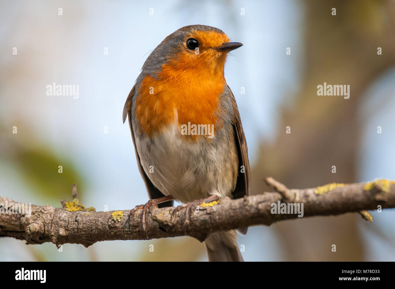 Unione robin, Erithacus rubecula, Aiguamolls emporda, Catalogna, Spagna Foto Stock