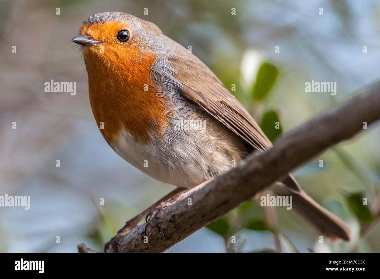 Unione robin, Erithacus rubecula, Aiguamolls emporda, Catalogna, Spagna Foto Stock