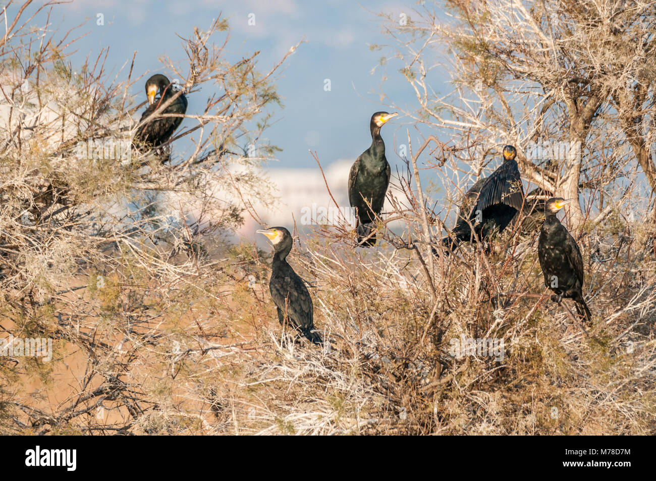 Grande cormorani neri su un albero (Phalacrocorax carbo) Aiguamolls Emporda, zone umide, la Catalogna, Spagna Foto Stock