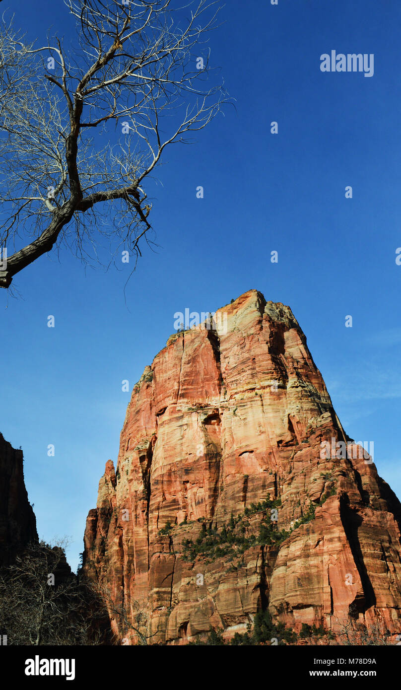 Bellissimo paesaggio di montagna nel parco nazionale di Zion, Utah. Foto Stock