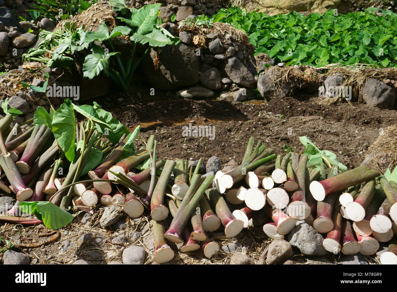 Yam, Valle Ribeira de Duque, Santo Antao, Capo Verde Foto Stock