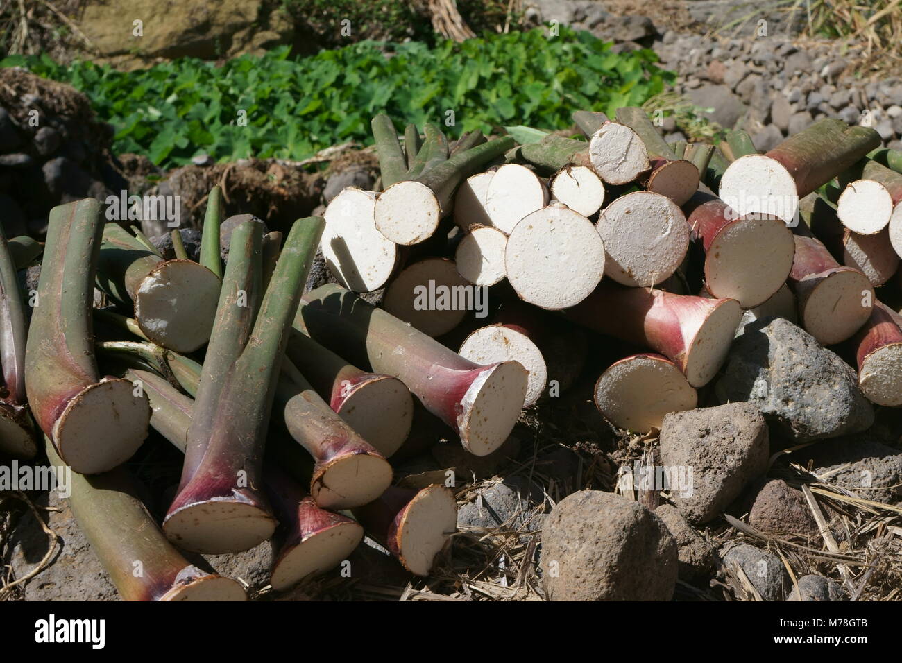 Yam, Valle Ribeira de Duque, Santo Antao, Capo Verde Foto Stock