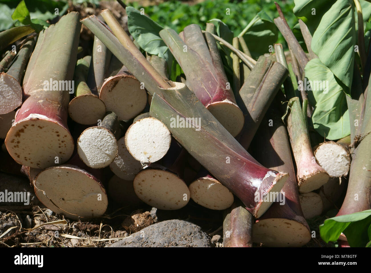 Yam, Valle Ribeira de Duque, Santo Antao, Capo Verde Foto Stock